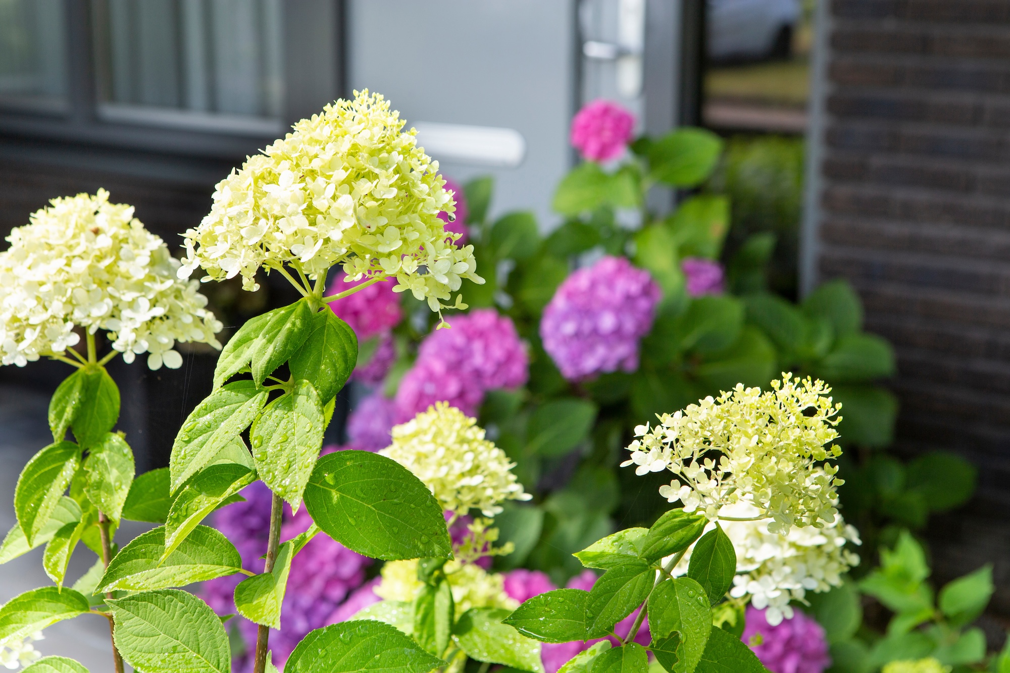 FotoPluim voor de tuin: drie prachtplanten voor in augustus